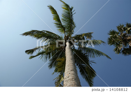 coconut palm trees against the sky 14108812