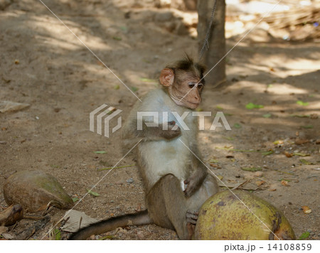 monkey (macaque) in a natural environment, South India, Kerala 14108859