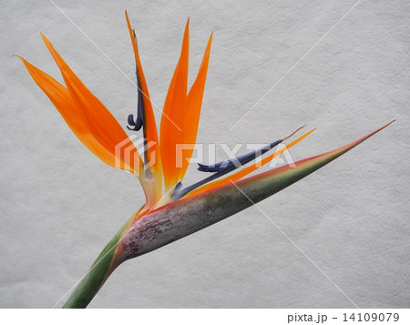 ストレチア ストレチア 14109079