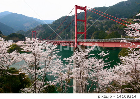 大渡ダム大橋の桜 大渡ダム大橋の桜 14109214
