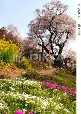 ひょうたん桜 14109215