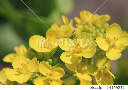 ハルザキヤマガラシの花 ハルザキヤマガラシの花 14109251