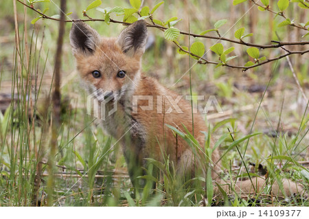 Young Red Fox, Vulpes vulpes Young Red Fox, Vulpes vulpes 14109377