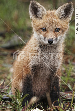 Young curious Red Fox, Vulpes vulpes Young curious Red Fox, Vulpes vulpes 14109379