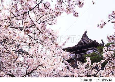 丸岡城（坂井市）に咲く桜 14109538