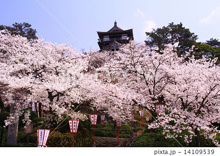丸岡城（坂井市）に咲く桜 14109539