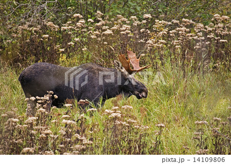 Bull Moose, Alces alces, in fall 14109806