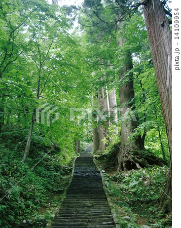羽黒山の杉並木 14109954