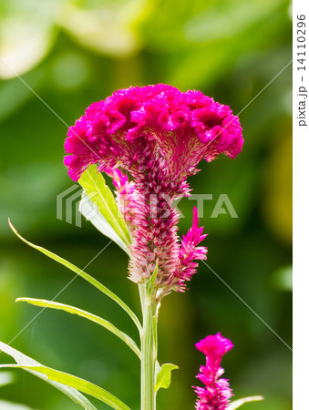 Cockscomb flower 14110296