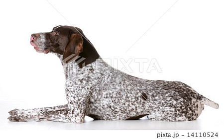 german shorthaired pointer 14110524