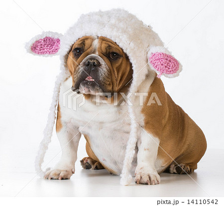 dog dressed like a lamb 14110542