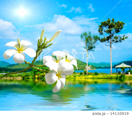 White Plumeria White Plumeria 14110919