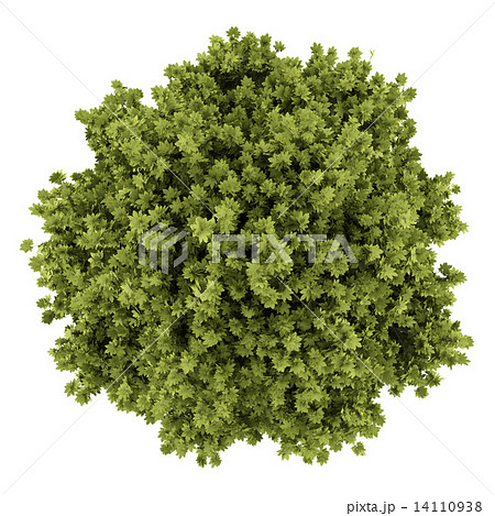 top view of norway maple tree isolated on white background top view of norway maple tree isolated on white background 14110938