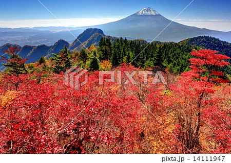 御坂山地・節刀ヶ岳の紅葉と富士山（手前は十二ヶ岳の稜線） 14111947