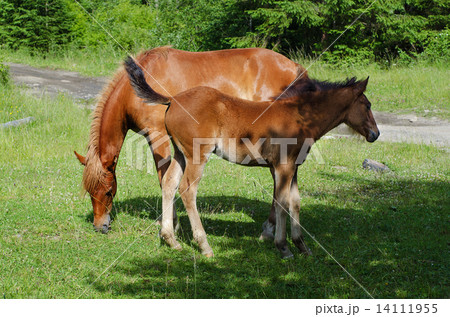 Bay horses grazes in the mountains 14111955