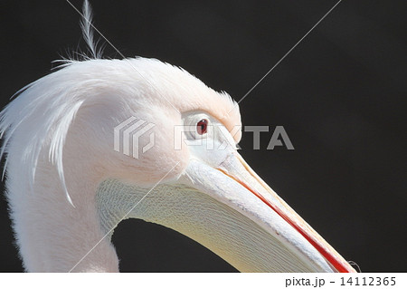 ペリカン ペリカン 14112365