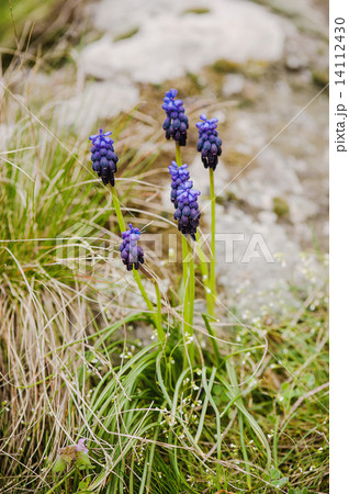 Muscari neglectum Muscari neglectum 14112430