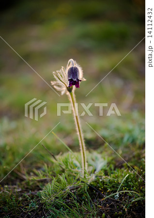 Pasque-flower in nature Pasque-flower in nature 14112432
