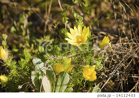 Yellow adonis flower in nature 14112433