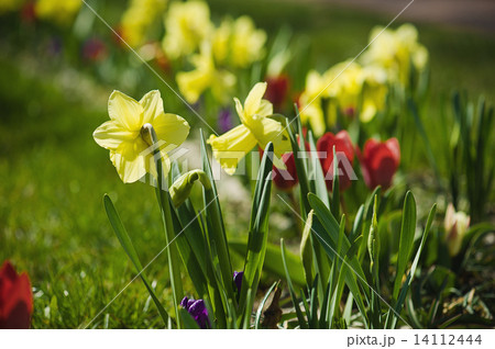 Beautiful yellow daffodils Beautiful yellow daffodils 14112444