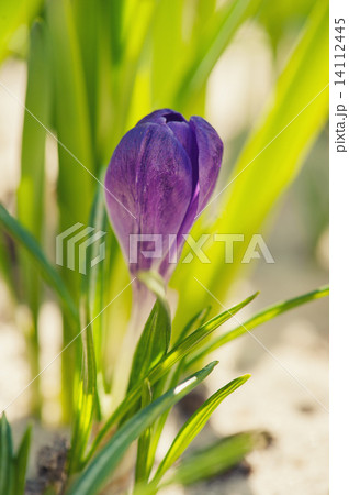 Crocus flower 14112445