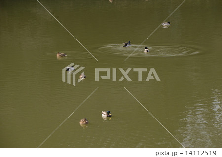 八丁湖　埼玉　２月 14112519