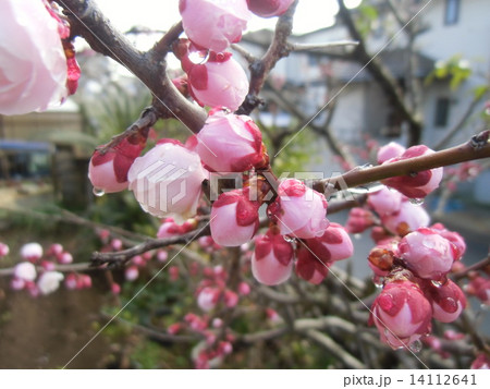 一寸遅く咲く我が家の桃色のウメの蕾 一寸遅く咲く我が家の桃色のウメの蕾 14112641