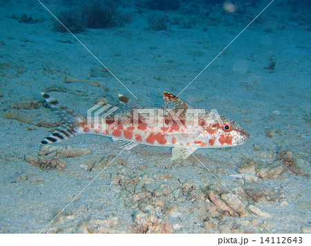 ファッションショウ 14112643