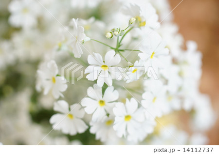 白い桜草 白い桜草 14112737