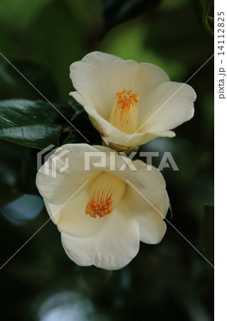 自然　植物　ツバキ、白色系の一重咲きです。品種名は不明です① 14112825