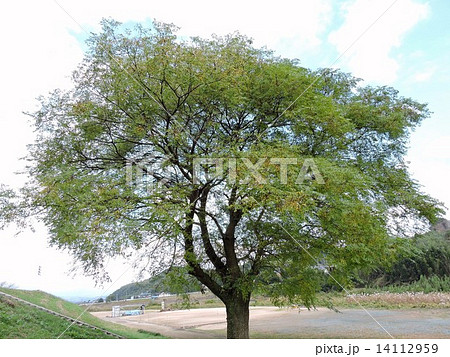 センダンの実 14112959