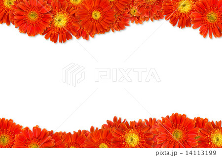 Flowers Flowers 14113199