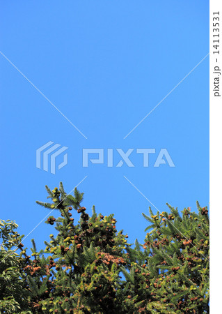 コウヨウザンの実と青空 14113531