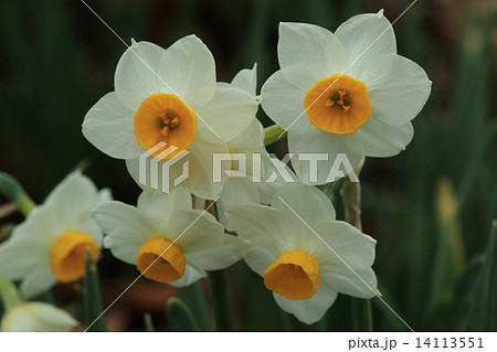 自然 植物 ニホンスイセン、あちこちで自生していますが地中海原産、中国経由で渡来したらしいです 自然 植物 ニホンスイセン、あちこちで自生していますが地中海原産、中国経由で渡来したらしいです 14113551