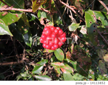 ビナンカズラの実 14113852