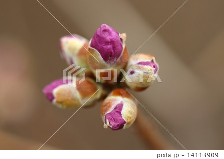 自然　植物　ヤマツツジ、日本の野生ツツジの代表格との事。各地に広く分布しています① 14113909