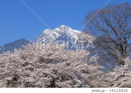 甲斐駒と桜 14113910