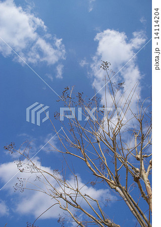 冬のさるすべりの木 14114204