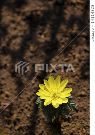 フクジュソウ（福寿草） 14114328