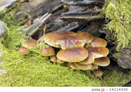 エノキタケ 14114450