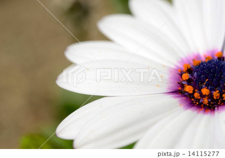 花びらのアップ 14115277