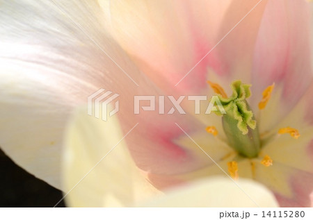 チューリップのアップ 14115280