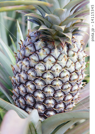 Fresh Pineapple 14115345