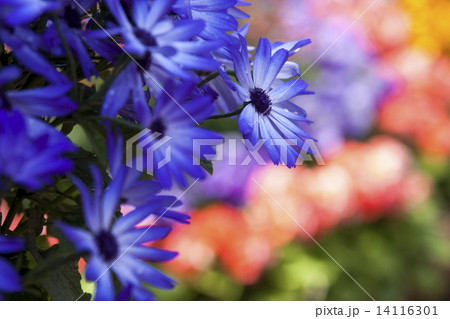 サイネリア サイネリア 14116301