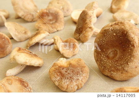 生しいたけ 生しいたけ 14117005