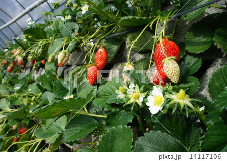石垣イチゴ 石垣イチゴ 14117106