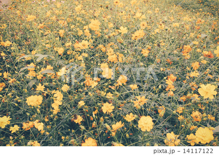 Landscape of beautiful flowered field with retro filter effect 14117122