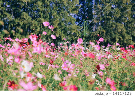 Landscape of beautiful flowered field 14117125