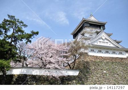 小倉城の桜1 14117297