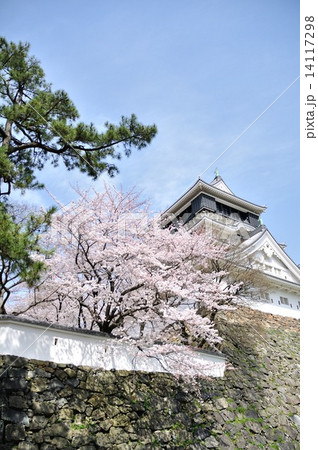 小倉城の桜2 14117298